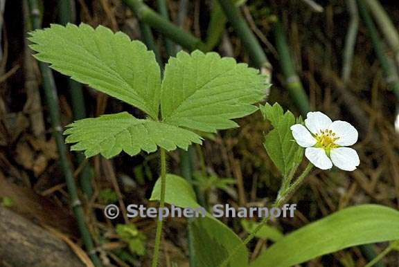 fragaria vesca 1 graphic